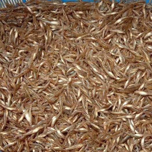 精品河鲜，各种河鱼，河虾