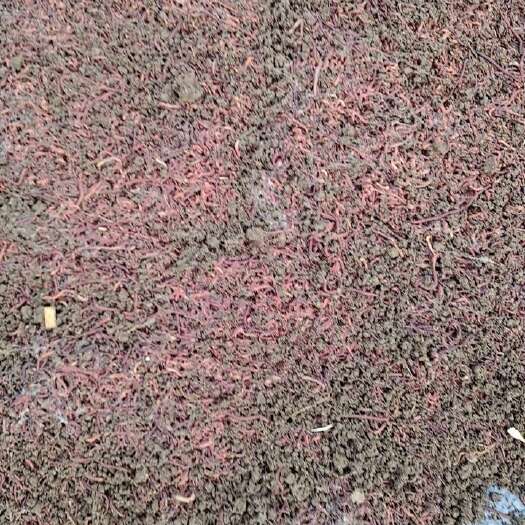 献县长年供应蚯蚓，成虫与幼苗