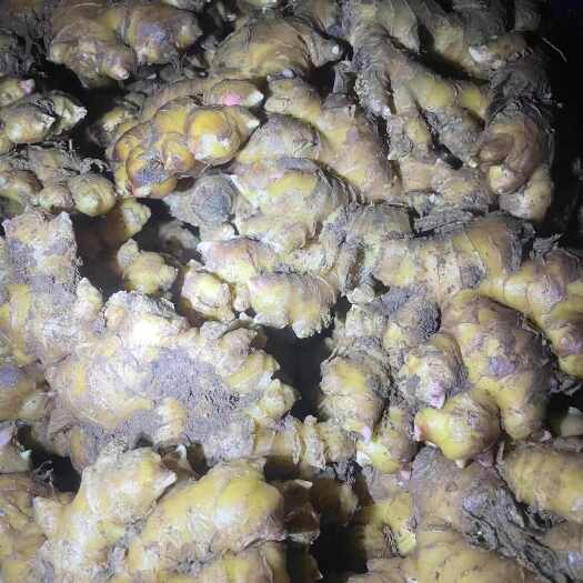 威远县产地直销 姜种 二黄姜 小黄姜品质保证 量大从优 欢迎咨询