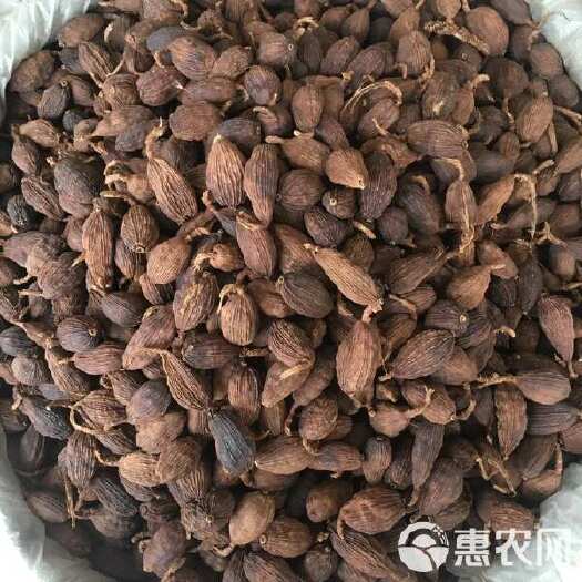 金平县云南高山草果(野草果)