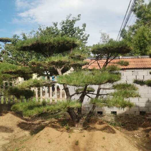 山东济南莱芜区供应造型景观松树整车发可开发票年初8888
