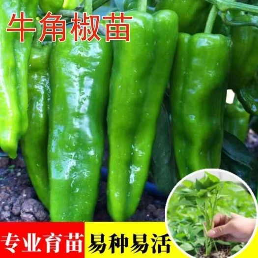 牛角辣椒苗大果牛角尖椒秧苗蔬菜种子种苗薄皮青椒微辣批发