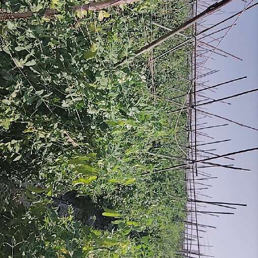 博罗县荷兰豆，现摘现卖