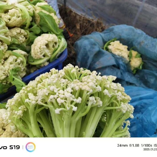 重庆市散花 售卖