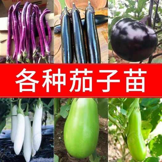 【基地直发】茄子秧苗紫长茄子苗长线茄子苗黑长茄子苗青茄子苗