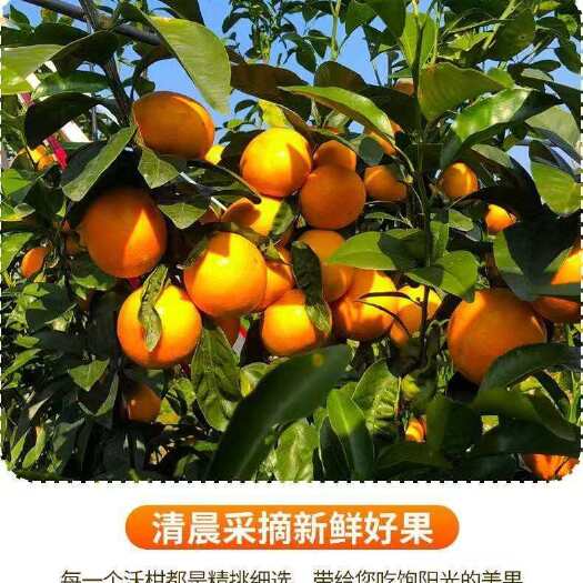 宾川县云南沃柑应季水果上新新鲜水果柑橘整箱甜现摘现发