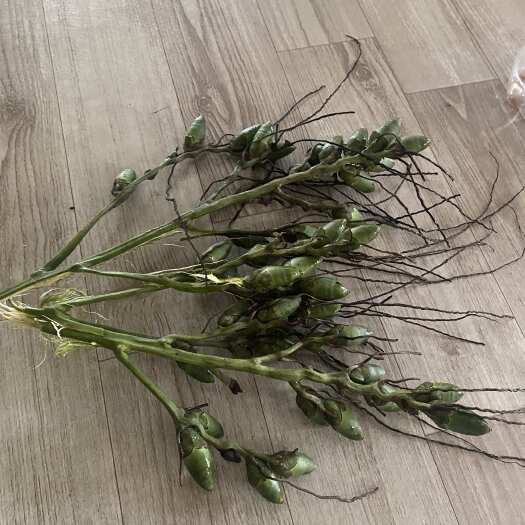 长沙菲律宾棉兰老岛槟榔，现有上百亩，价格较国内优惠一半以上