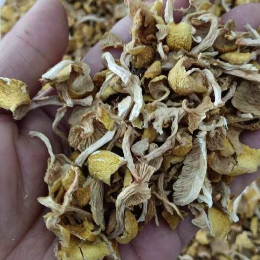 抚顺榆黄菇