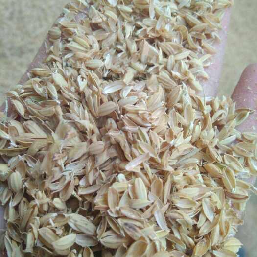新稻壳稻糠糠麸腐熟稻谷壳 农村鸡鸭鹅家禽家畜饲养肥料宠物垫材