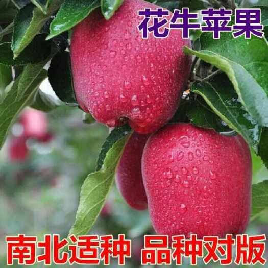 长沙天水花牛苹果树苗嫁接果树红蛇果苗全国可种植产量高地栽当年结果