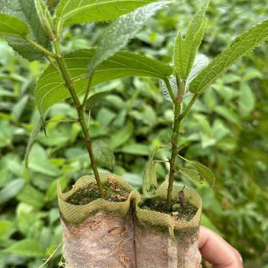 灵山县中药材五指毛桃，好管理投资成本低，种植周期短种植两年就可以挖