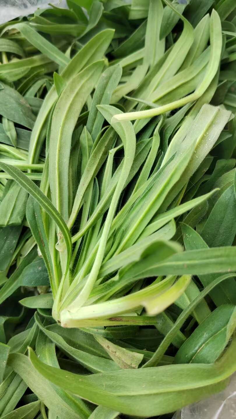 山东莘县新鲜面条菜野生野菜蔬菜当日发货绿色健康可溯源