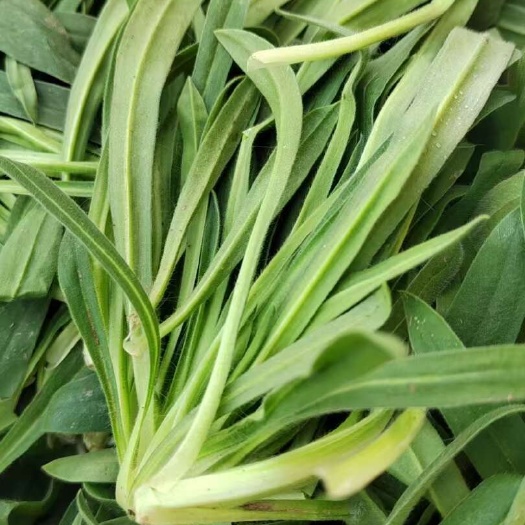 山东莘县新鲜面条菜野生野菜蔬菜当日发货绿色健康可溯源
