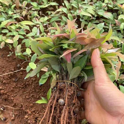 荔浦市红椎芽苗