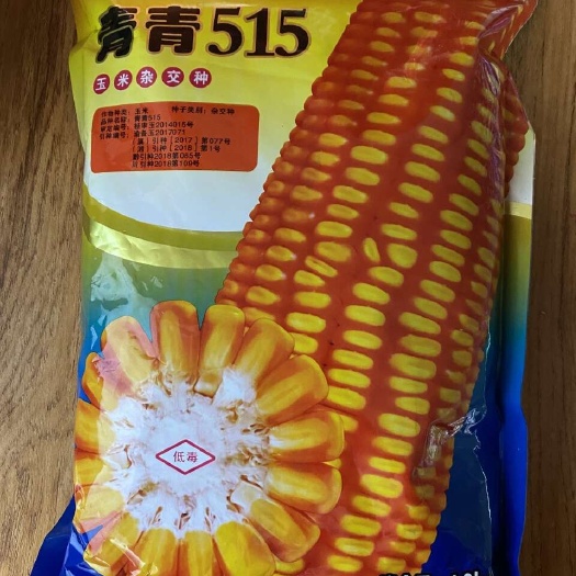 玉米种子杂交玉米种子大棒饲料专用玉米春季大田种植玉米种籽