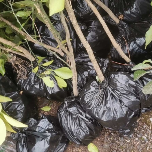 松滋市纽荷尔脐橙苗纽荷尔移栽苗图土球苗橙子树苗四年大苗脐橙苗种植