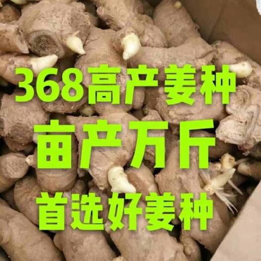 文昌市生姜种子（合作种植技术支持）（大黄姜小黄姜）（全面发展农业）