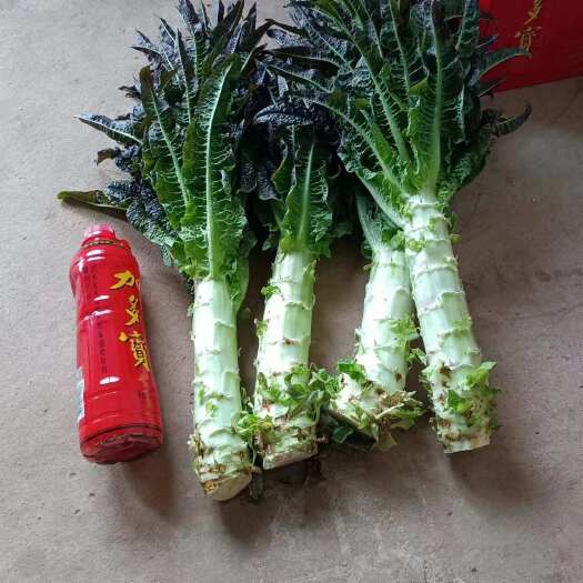 桂林红叶莴笋