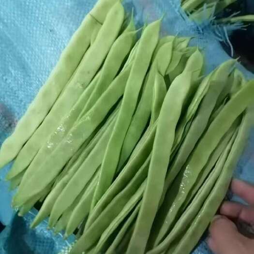 白不老 大扁豆 无丝豆 产地直发货源充足