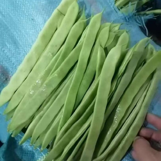 聊城白不老 大扁豆 无丝豆 产地直发货源充足