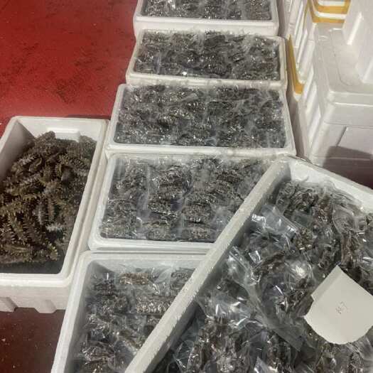 庄河市大连原产地即食海参，无过度泡发，开袋即食，口感好，营养佳