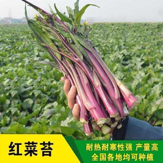 红菜苔种子改良高产过冬蔬菜种子春季秋季种植阳台抗病寒种籽