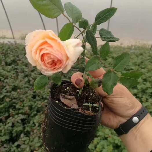 长沙欧洲月季：长年批发欧月小杯苗品种过百基地直销