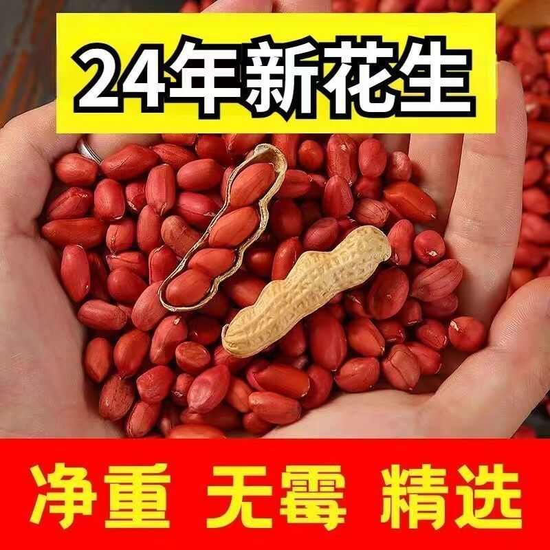 四粒红花生种子纯手工花生种子新种子华一红花生种籽