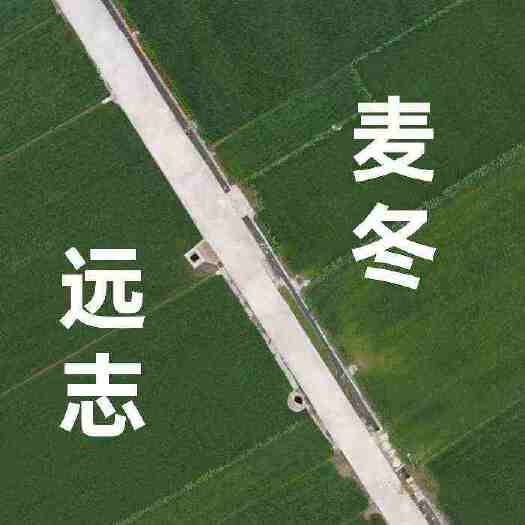 三台县麦冬苗，川麦冬，涪城麦冬产地直发。欢迎产地参观采购。