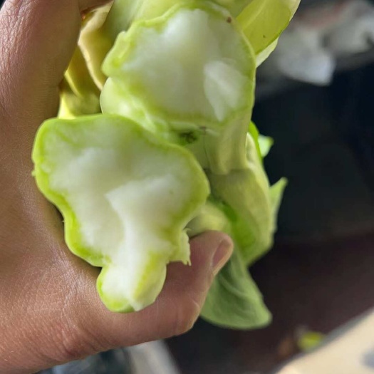 露天种植基地直供