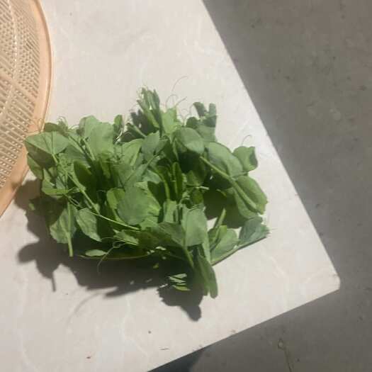 彭州市出售各种蔬菜