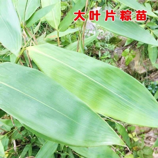 大粽叶根苗香粽叶野生粽叶苗