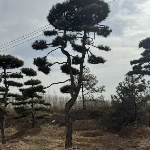 济南造型松树 山东济南发货 可整车运输上门服务技术指导 发票保障