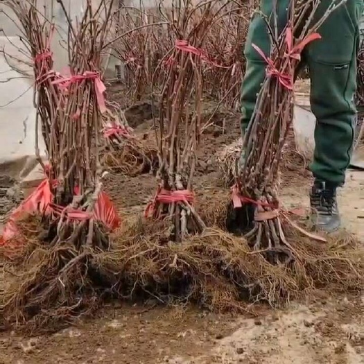 周至县红阳、金艳、翠香、徐香、海沃德、瑞玉猕猴桃种苗