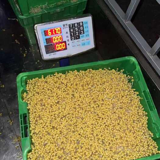 海口新鲜豆芽供应可批发，长豆芽0.85，短豆芽0.9，只限海口