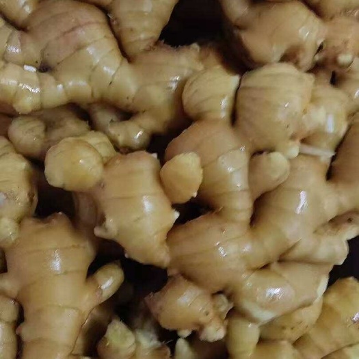 广东东莞水洗生姜新鲜发货直供干货姜蒜类加工多规格可选择可议价