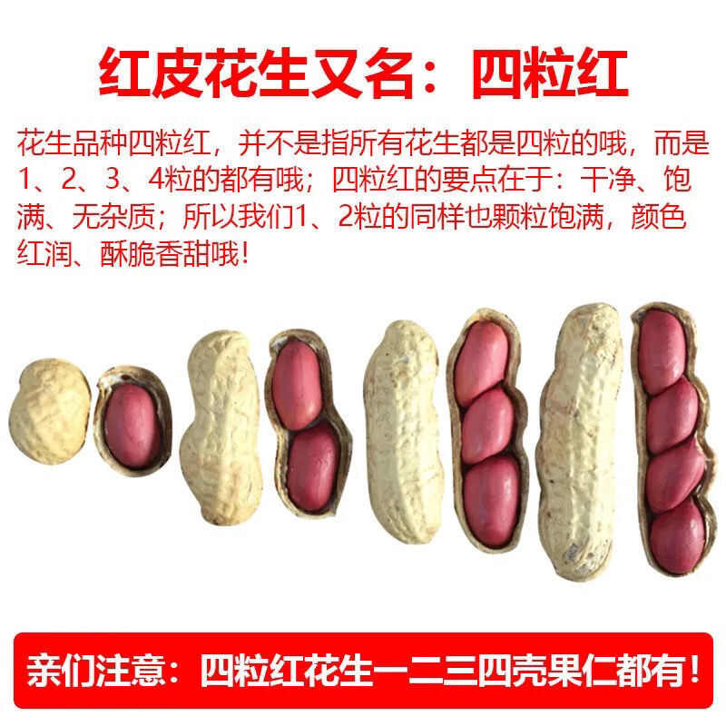四粒红花生种子纯手工花生种子新种子华一红花生种籽
