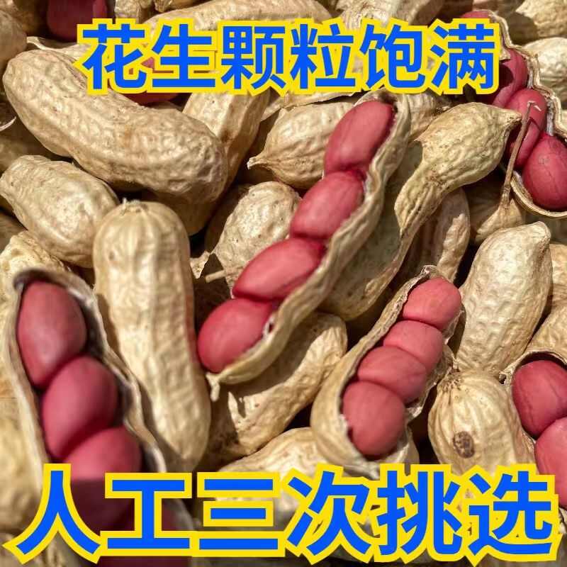 四粒红花生种子纯手工花生种子新种子华一红花生种籽