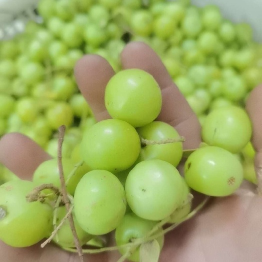 普宁市油甘果余甘果西饼甘赤皮果冬甘玻璃甘榨汁