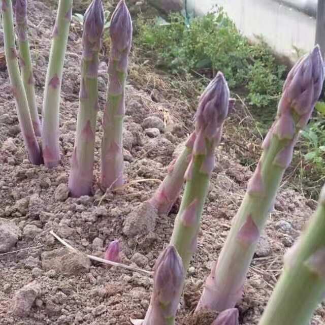 蘆筍種子金冠F1