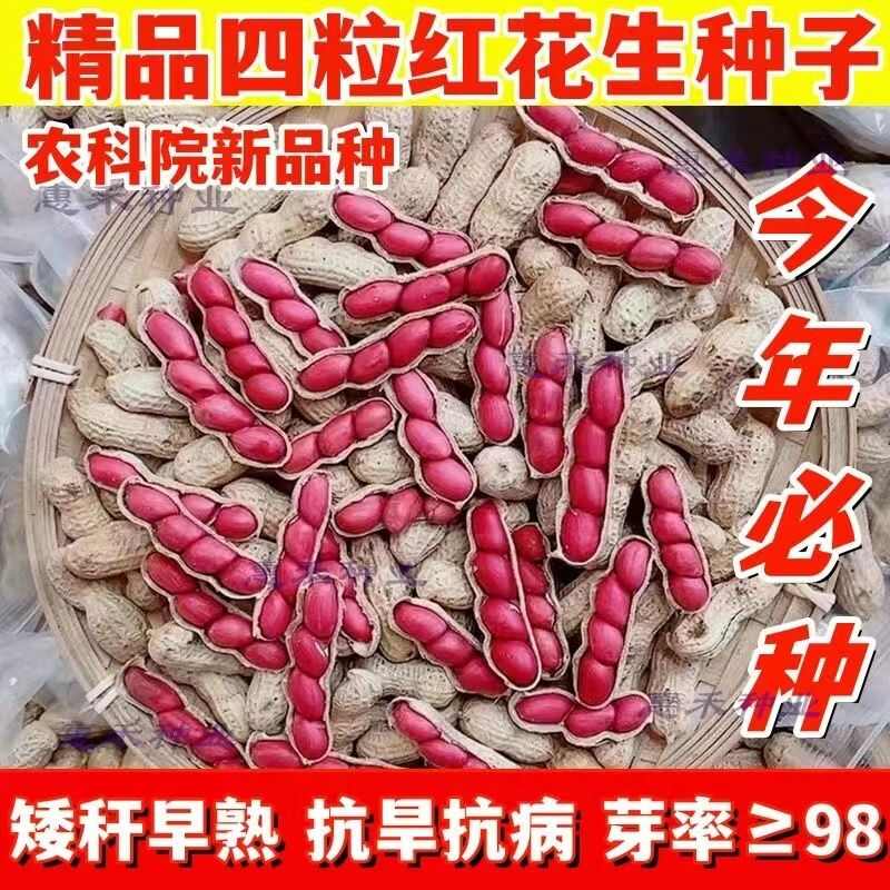 四粒红花生种子纯手工花生种子新种子华一红花生种籽