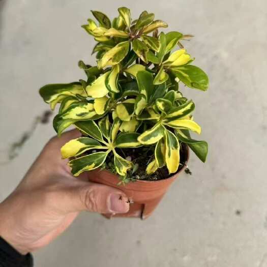 化州市鸭脚木