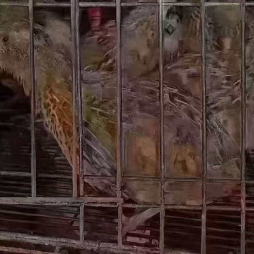 南宁淘汰鹌鹑