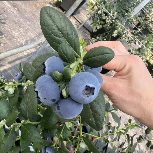 西昌市L25花香纯甜蓝莓，四川西昌优质蓝莓，新鲜采摘季现摘现发
