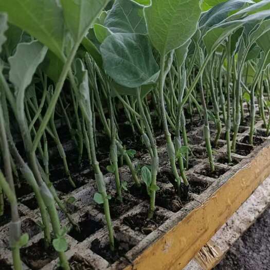 优质直生茄子苗，嫁接茄子苗，基地直发