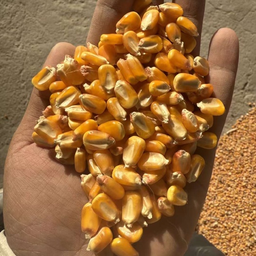 昆明云南昆明优质干玉米粒 水分14%-16% 净粮发货