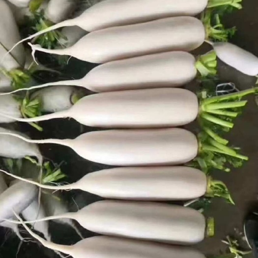 白萝卜中条白净，圆头圆尾