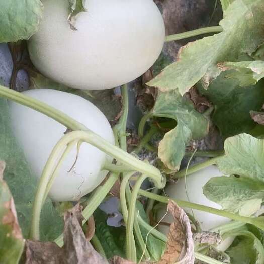 盈江县大棚玉姑哈密瓜