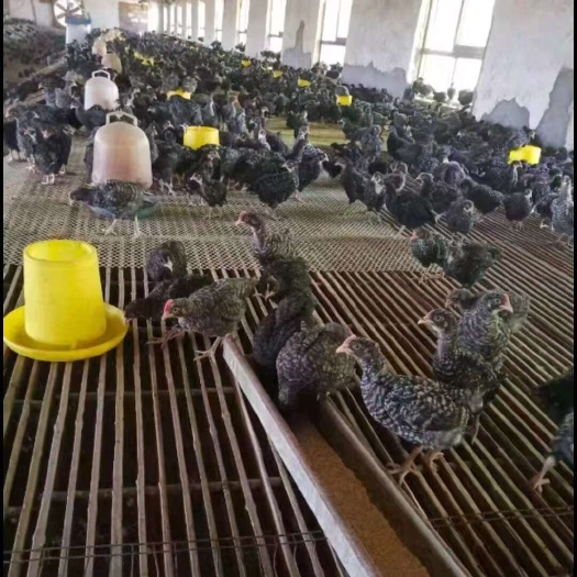 芦花鸡脱温苗 回家可以直接散养疫苗全做全半斤左右