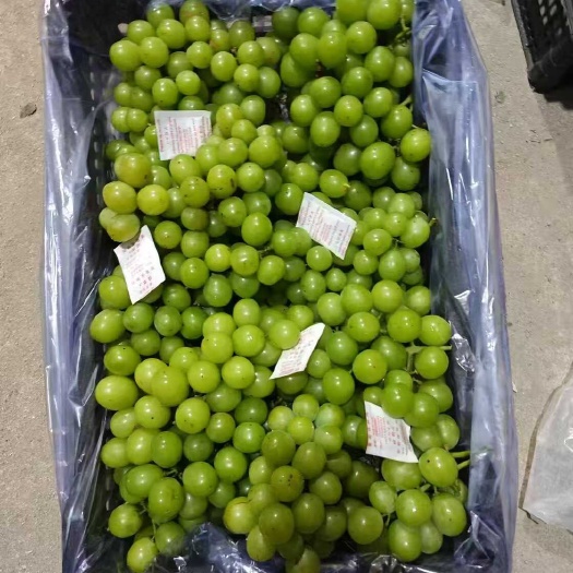 鸡泽县加工厂专用无核阳光玫瑰